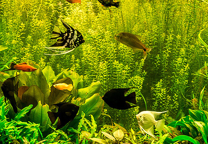 Aquarienreinigung und Aquarienservice Elbvororte
