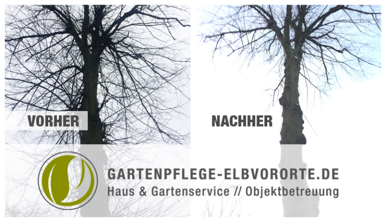 Baumpflege vorher und nachher
