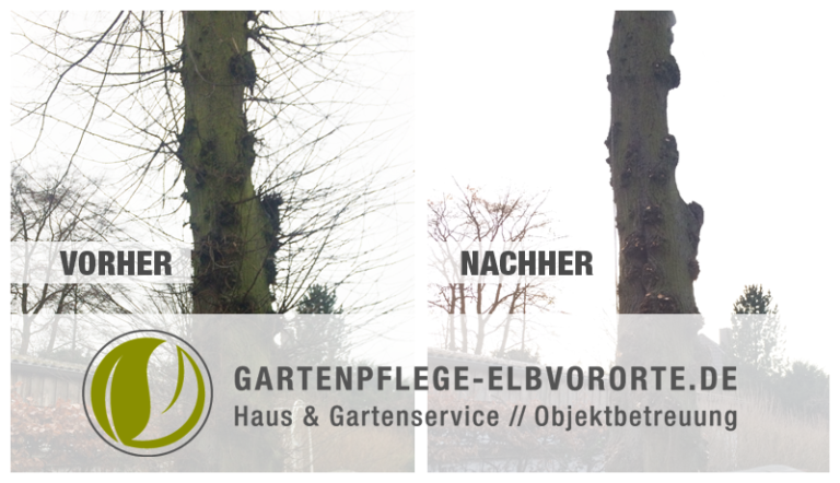 Baumschnitt vorher und nachher