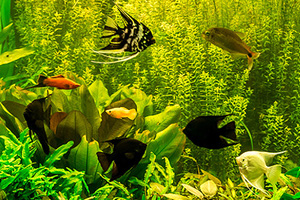 Aquarienservice und Aquarienreinigung Elbvororte