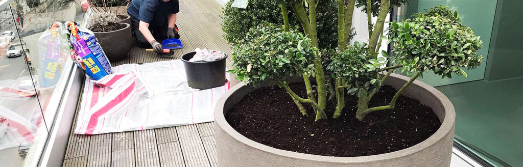 Bepflanzung von K&uuml;belpflanzen auf einer Terrasse