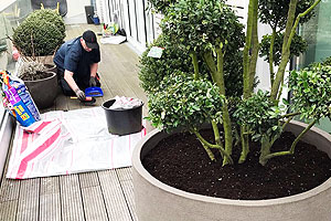 Kübelpflanzen Service