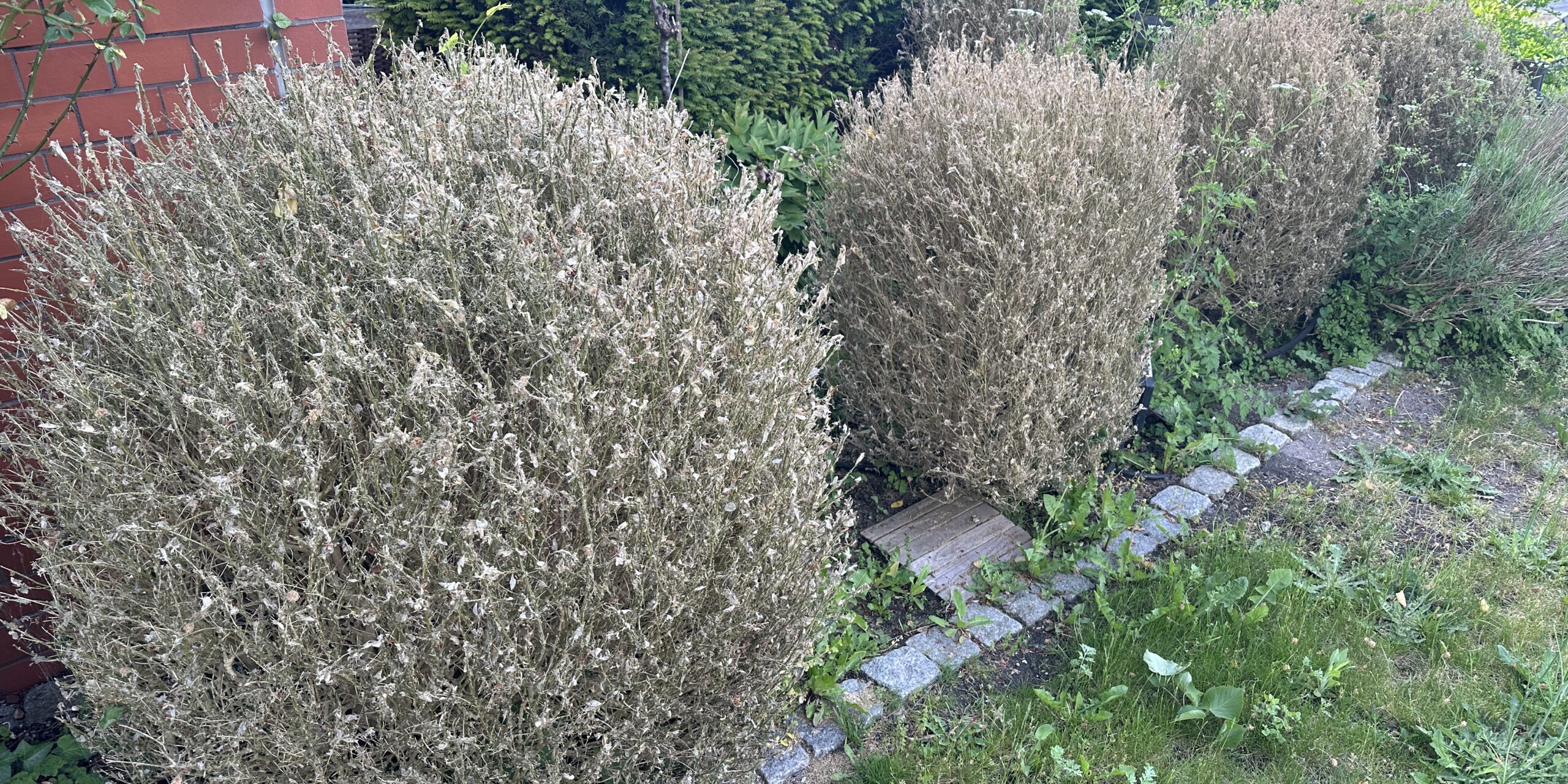 Der Buchsbaum Zünsler war aktiv Vom Zünsler kahl gefressener Buchsbaum