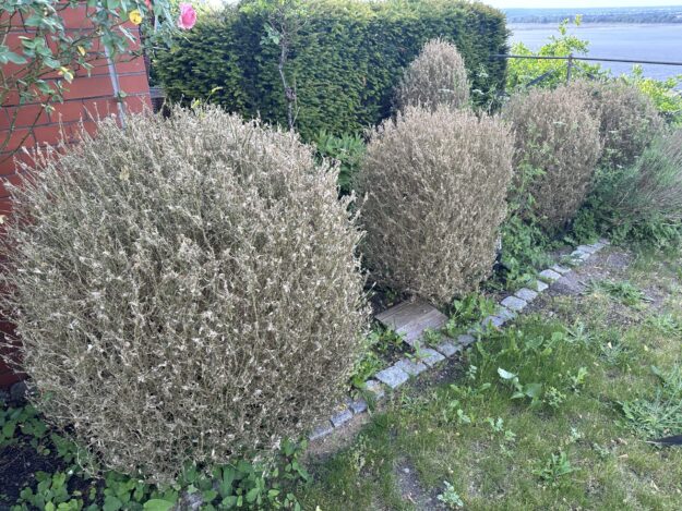 Vom Zünsler kahl gefressener Buchsbaum