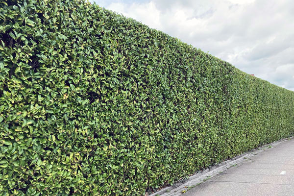 Frisch geschnittene Kirschlorbeerhecke